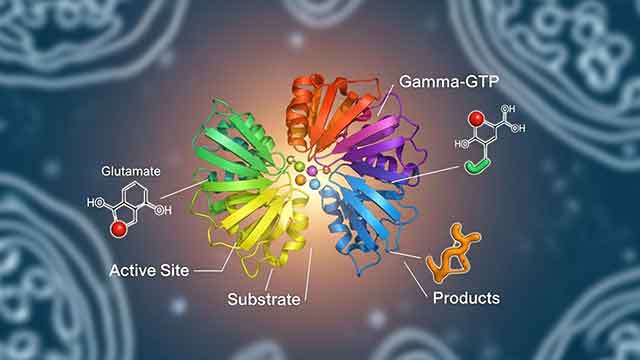 간 수치 정상 범위 총정리: AST·ALT·감마GTP 뜻과 관리법
