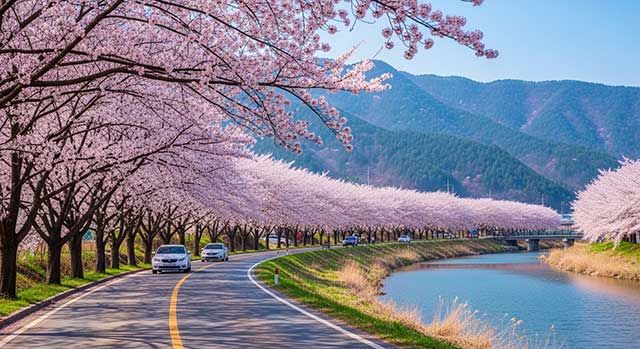 3월 국내 여행지 추천: 사람 적은 꽃구경 명소부터 실시간 개화 상황 확인법까지