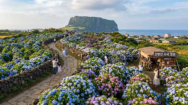 5월 제주, 수국 물결 너머로 흐르는 소금빵의 향기: 서귀포 안덕면의 숨은 낙원